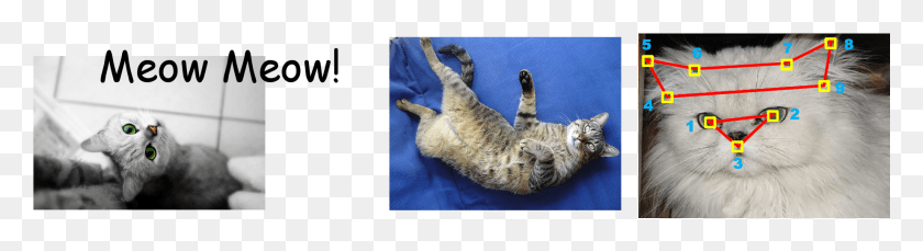 1849x401 Egyptian Mau, Pet, Animal, Cat HD PNG Download
