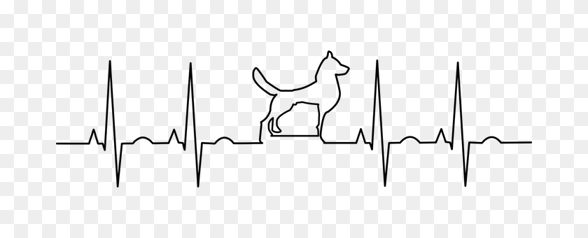 Ekg Gray PNG