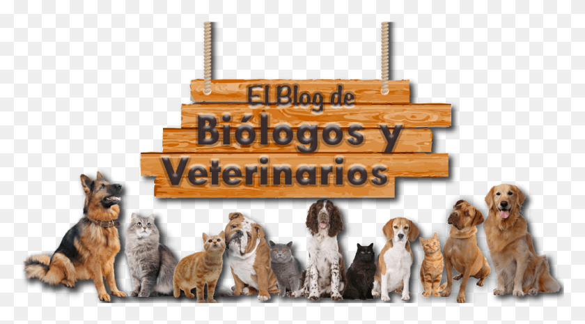 1059x551 El Blog De Bilogos Y Veterinarios Animales Veterinaria Animado, Dog, Pet, Canine HD PNG Download