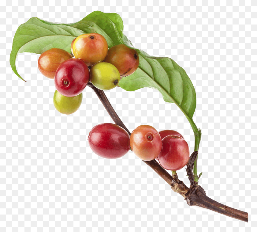 941x841 El Comienzo De Todo Coffee Cherry In Branch, Plant, Fruit, Food HD PNG Download