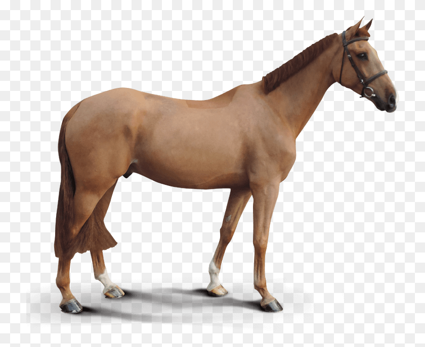 738x627 El Dorado Sorrel, Horse, Mammal, Animal HD PNG Download