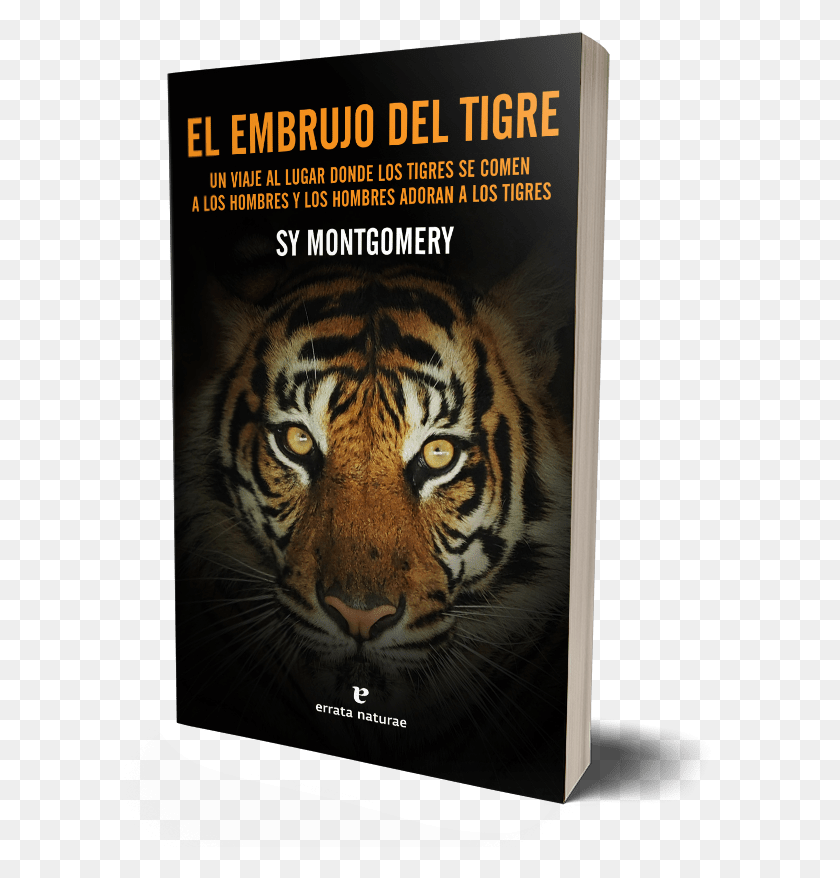 673x818 El Embrujo Del Tigre Tiger Face, Tiger, Wildlife, Mammal HD PNG Download