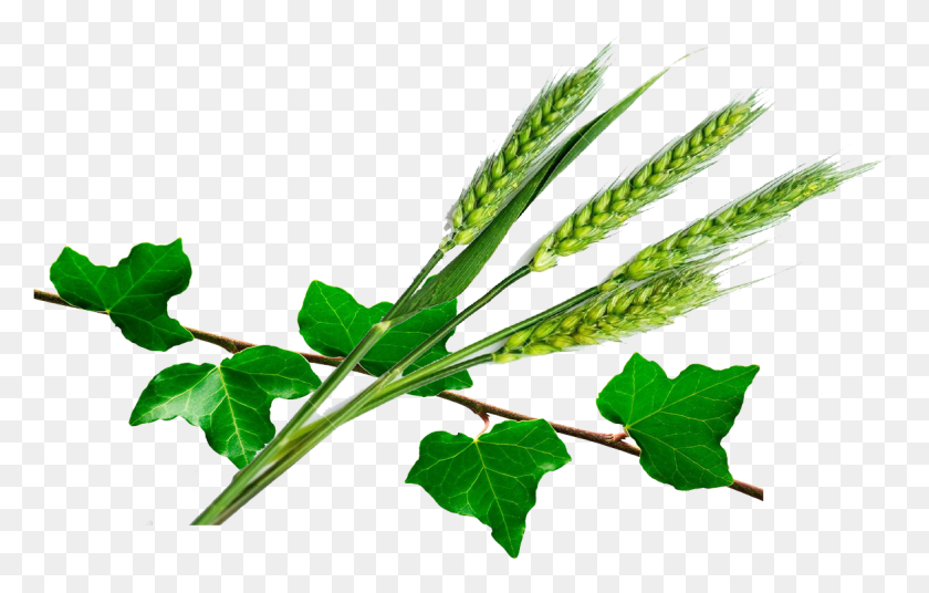 1172x716 El Jardinero Nos Plant Uno Al Lado Del Otro Pis De Bl Vert, Leaf, Vegetation, Produce HD PNG Download