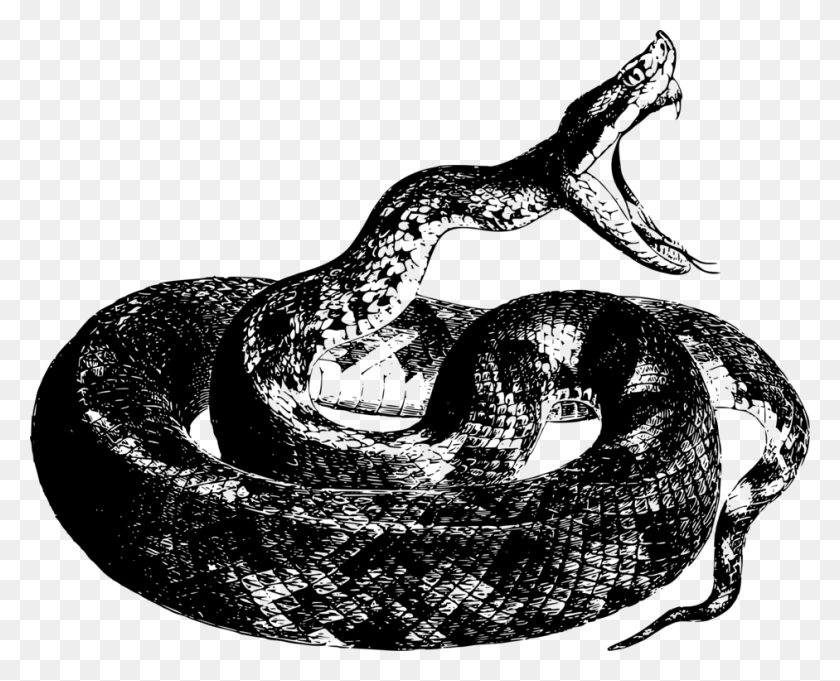 941x750 Elapidaereptileboa Constrictor Прозрачный Рисунок Змеи, Серый, Мир Варкрафта Png Скачать