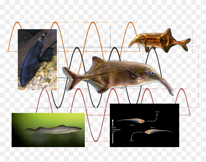 1534x1187 Electric Fishes Black Ghost Knife Fish, Animal, Sea Life, Bird HD PNG Download