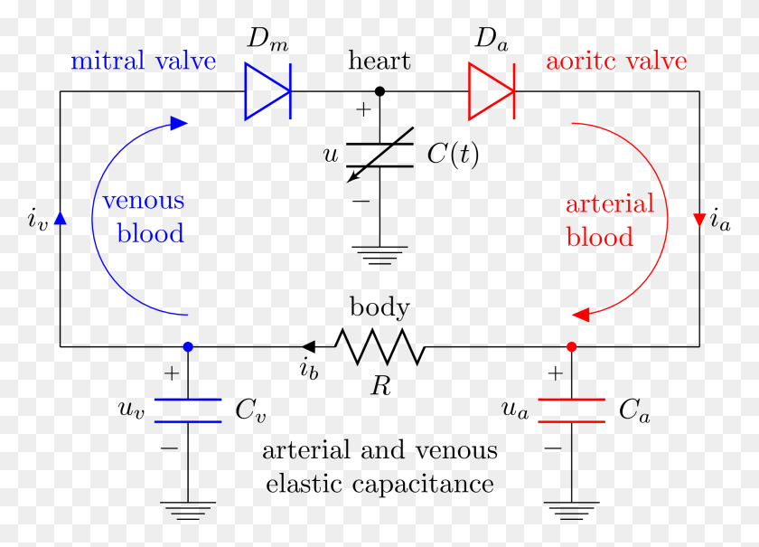 2083x1458 Diagrama Png / Diagrama De Circuitos Eléctricos Del Corazón Y Del Sistema Circulatorio Hd Png