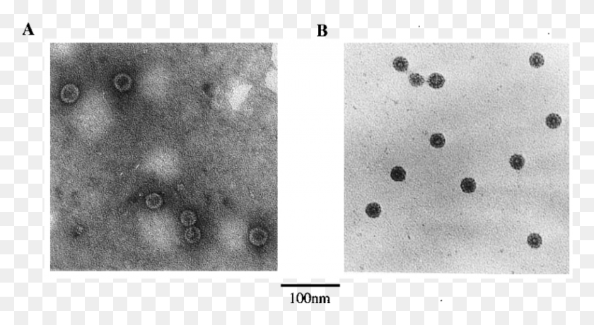 819x421 Micrografía Electrónica De Partículas Hbc Monocromo, Alfombra, Mancha, Moho Hd Png