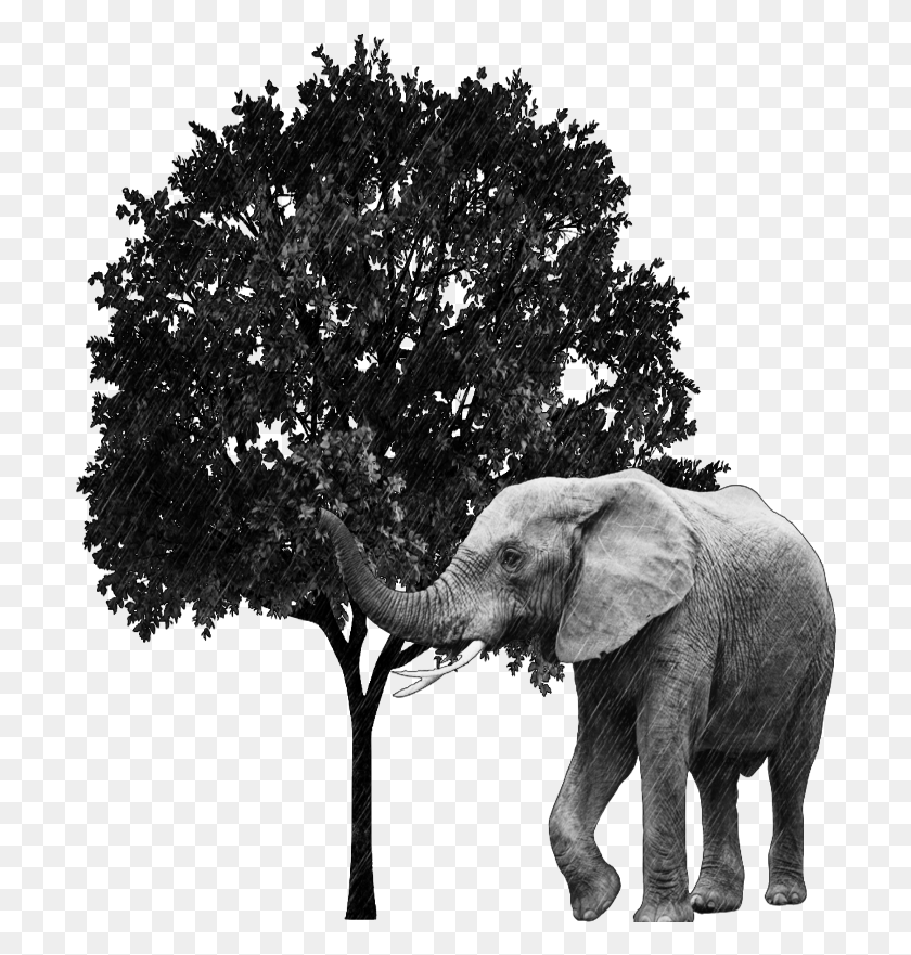 702x821 Elefant Tree Wood Blackandwhite Indian Elephant, Wildlife, Mammal, Animal HD PNG Download