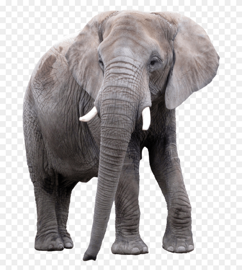 688x876 Elefante, La Vida Silvestre, Mamíferos, Animal Hd Png