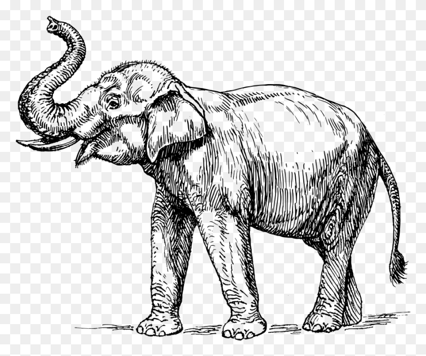 883x728 Elephant, Gray, World Of Warcraft HD PNG Download