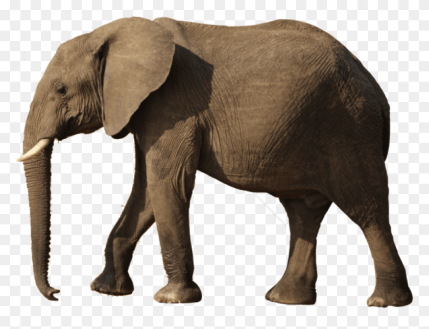 850x638 Elefante, La Vida Silvestre, Mamíferos, Animal Hd Png