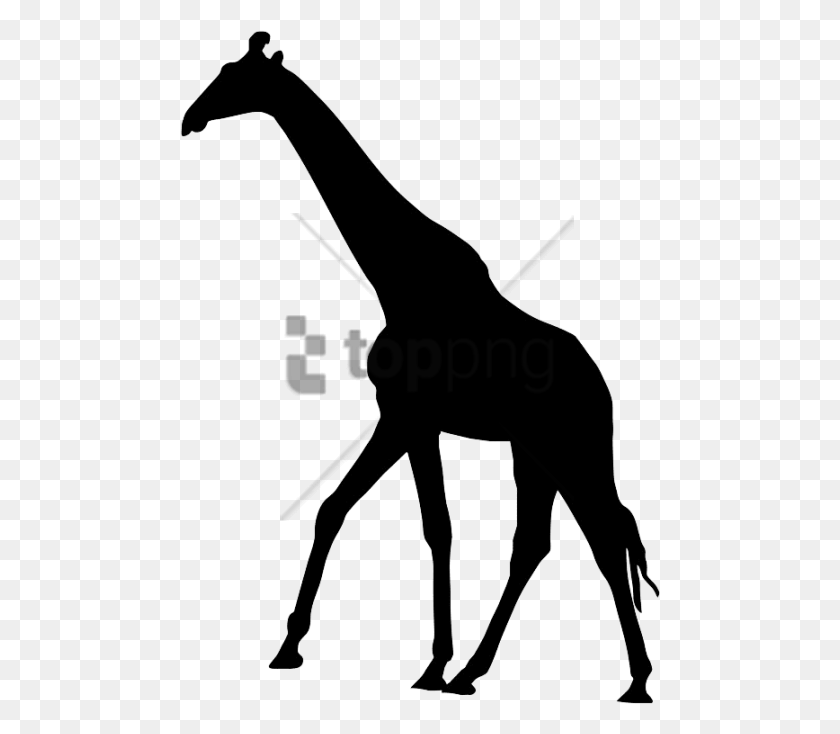 480x674 Elephant And Giraffe Cards Image With Transparent Giraffe Silhouette, Mammal, Animal HD PNG Download