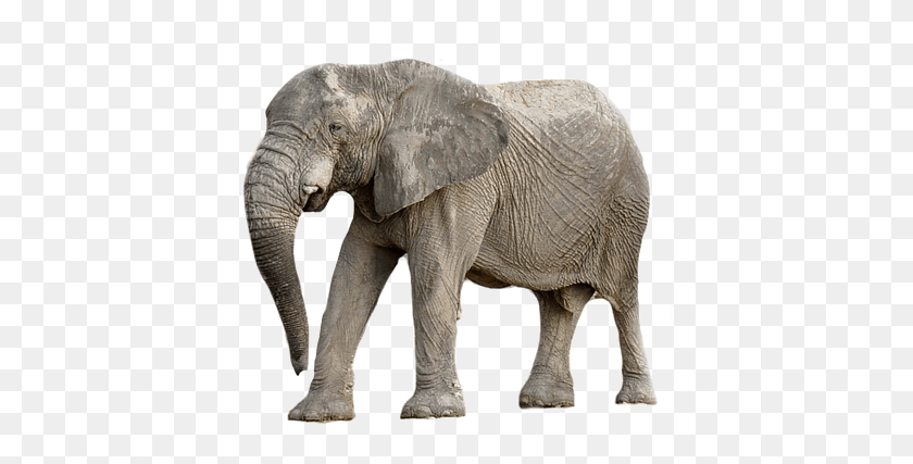 407x367 Elephant Animal Africa Transparent Background, Wildlife, Mammal HD PNG Download