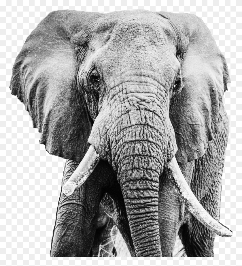 1711x1893 Черный И Белый Слон, Дикая Природа, Млекопитающее, Животное Hd Png Скачать