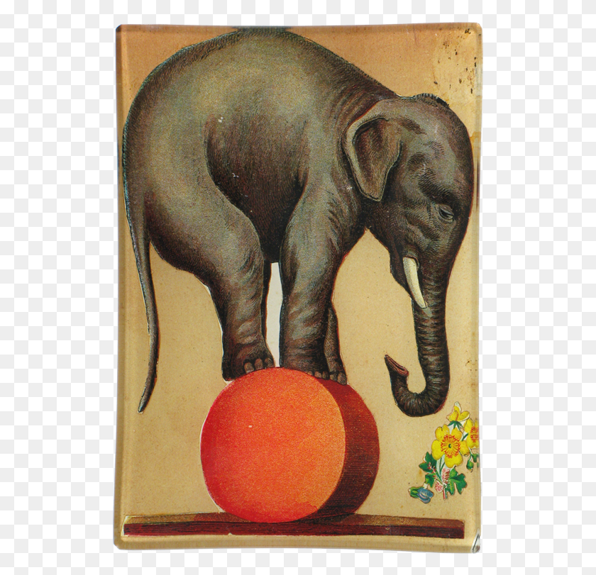523x751 Elephant Circus, Wildlife, Mammal, Animal HD PNG Download