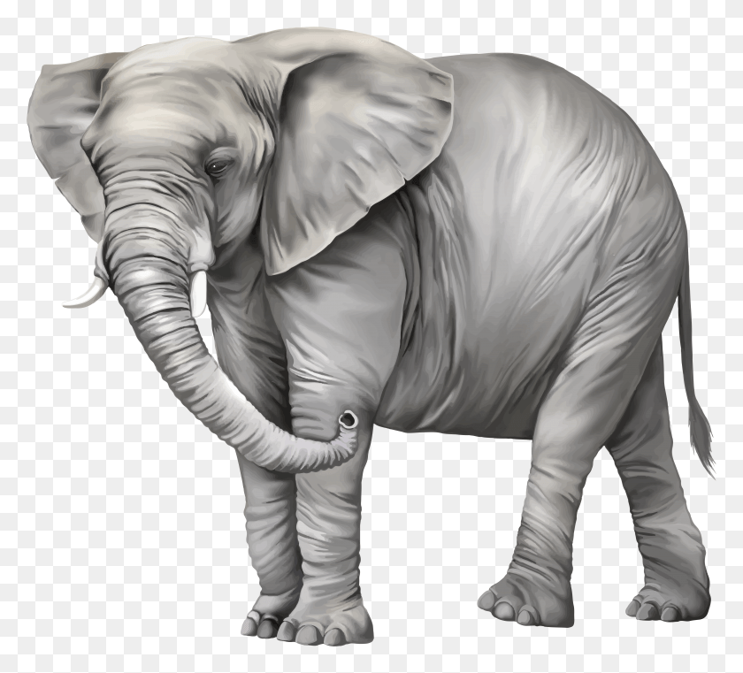 4999x4496 Elephant Clipart Elephant Images In, Animal, Mammal, Wildlife HD PNG Download