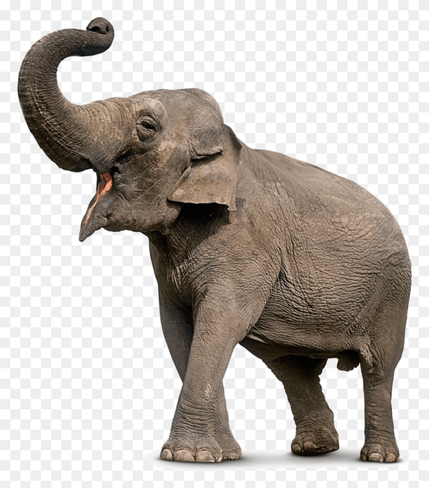 925x1061 Слон Слон Хобот Вверх, Дикая Природа, Млекопитающее, Животное Hd Png Скачать