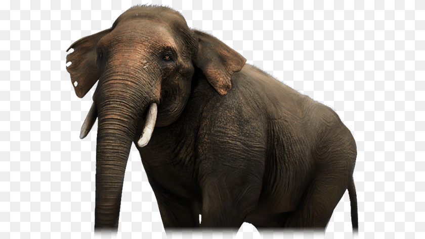 582x474 Elephant Far Cry 4 Elephant, Animal, Mammal, Wildlife Transparent PNG