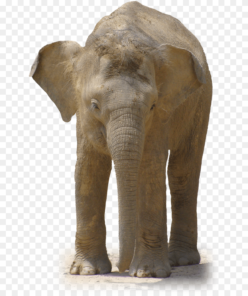 653x1000 Elephant Front View Elephant, Animal, Mammal, Wildlife Clipart PNG