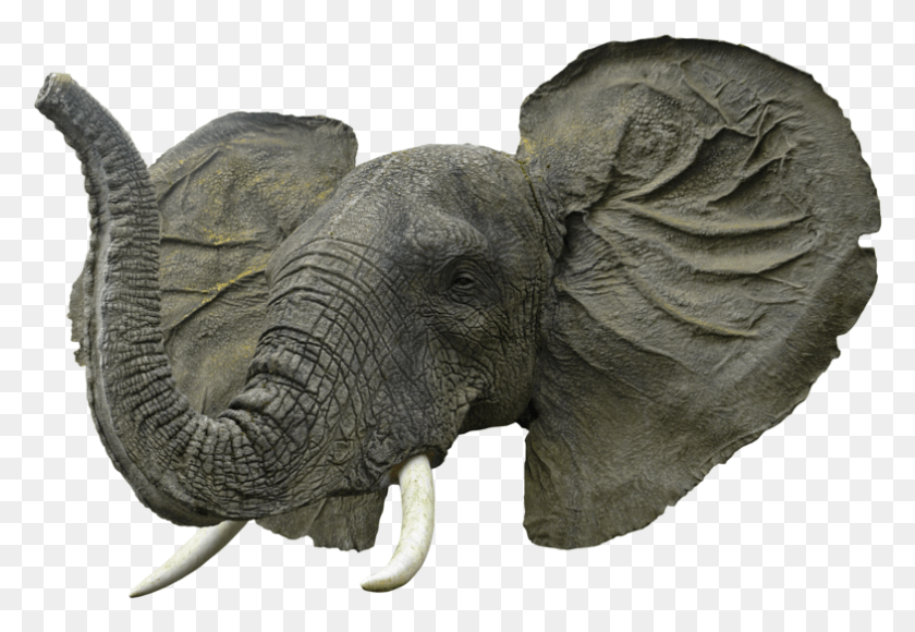 785x524 Elephant Head Elephant Head Transparent, Wildlife, Mammal, Animal HD PNG Download