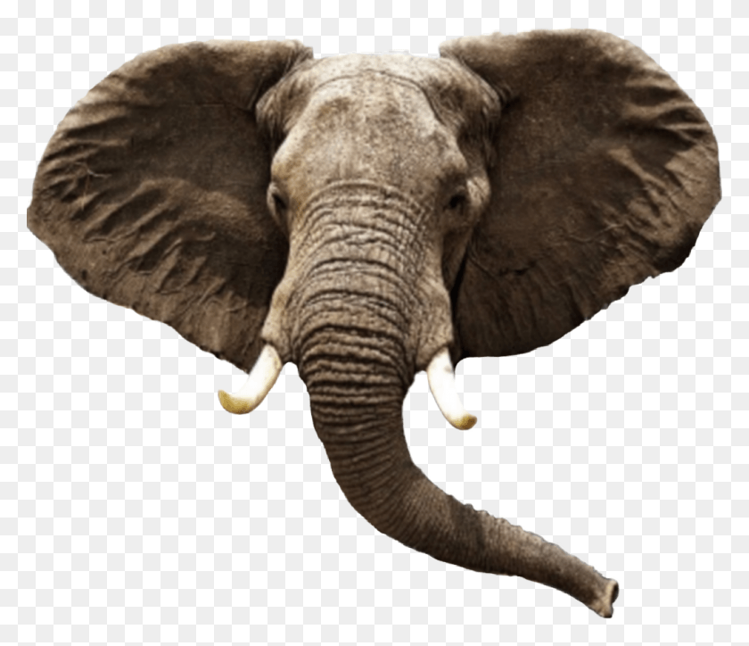1024x872 Слон, Голова Слона, Слон, Дикая Природа, Млекопитающее, Животное Png Скачать