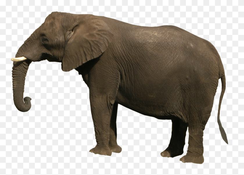 779x542 Elephant Images, Wildlife, Mammal, Animal HD PNG Download