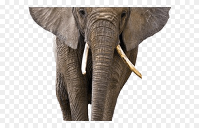 606x481 Elefante Png / Elefante Hd Png