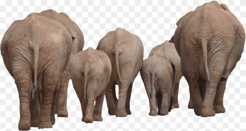 2378x1269 Elephants Icon Elephant Back, Animal, Mammal, Wildlife Sticker PNG