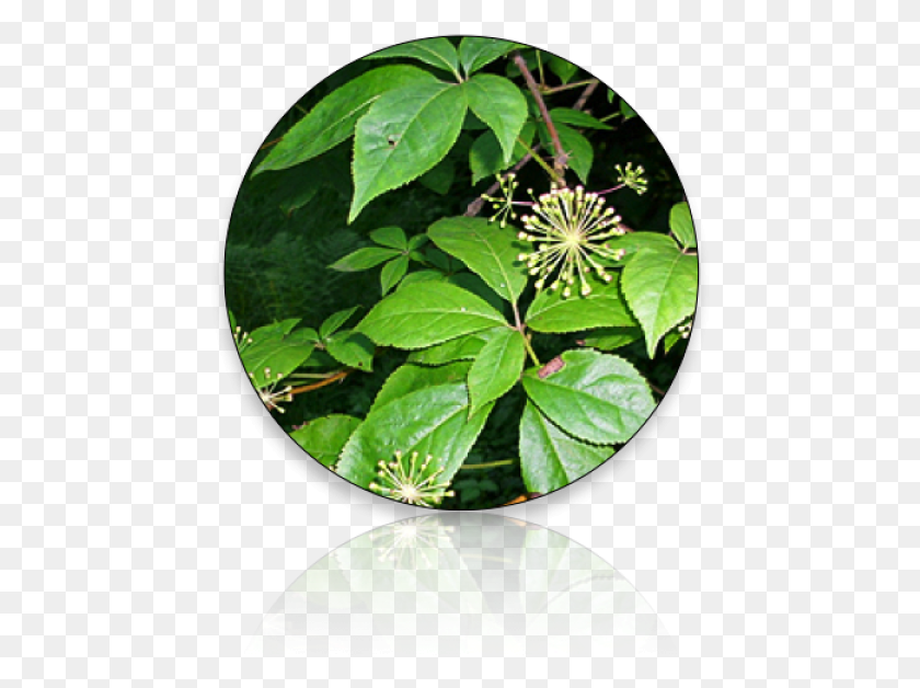 456x568 Eleuthro Wall Clock, Leaf, Plant, Flower HD PNG Download
