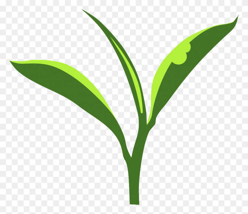 1021x872 Elevated Co2 And Plant Response To Herbivory Tea Plant Logo, Leaf, Green, Tree HD PNG Download