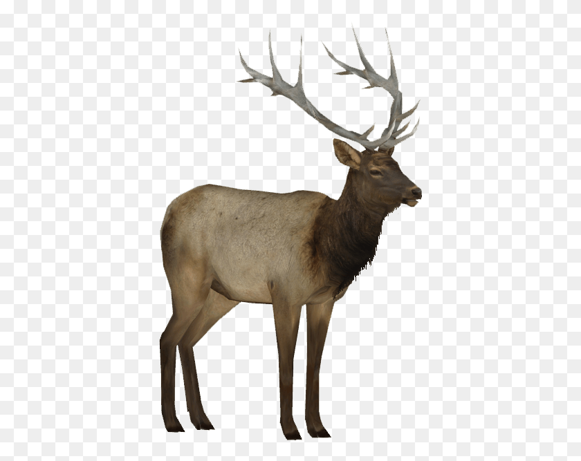 381x607 Elk, Ciervo, La Vida Silvestre, Mamífero Hd Png