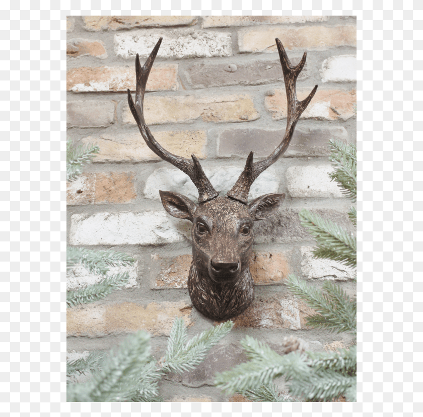 577x769 Elk, Antelope, Wildlife, Mammal HD PNG Download