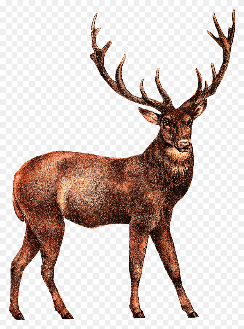 1079x1484 Elk, Ciervo, La Vida Silvestre, Mamífero Hd Png