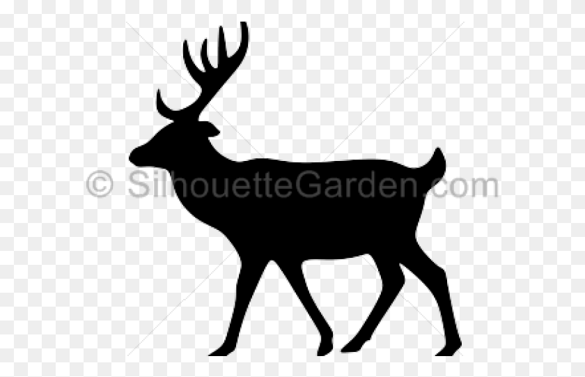 595x481 Elk, Deer, Wildlife, Mammal HD PNG Download