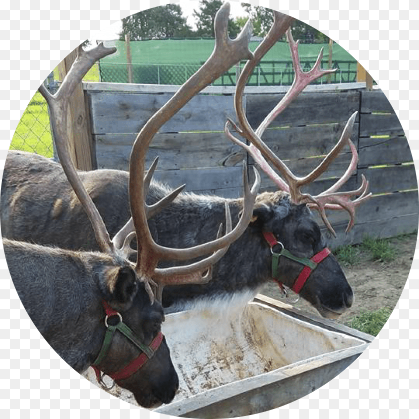 Elk, Photography, Antler, Animal, Antelope Transparent PNG