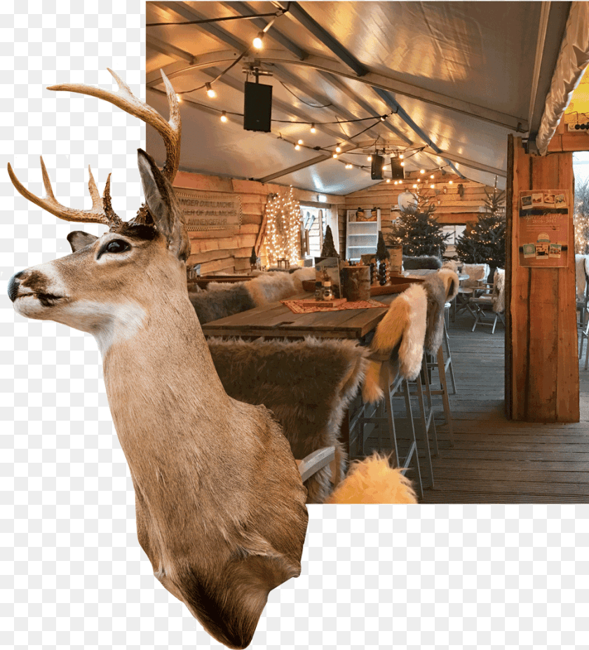 Elk, Animal, Antler, Deer, Mammal Sticker PNG