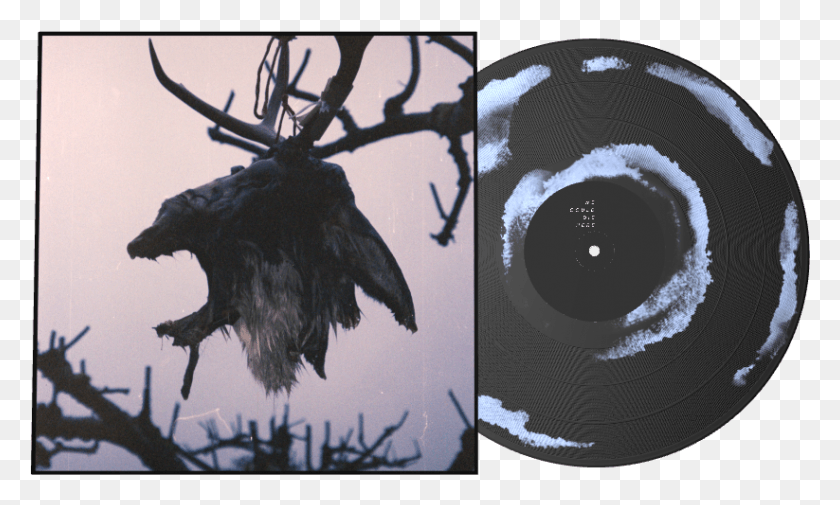 823x470 Elk American Crow, Eagle, Bird, Animal HD PNG Download