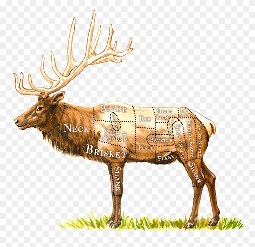 843x814 Elk Clipart Transparent Elk Meat Cuts Diagram, Deer, Wildlife, Mammal HD PNG Download