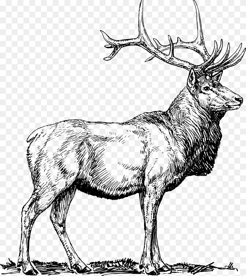 Elk Head Clipart, Animal, Deer, Mammal, Wildlife Sticker PNG