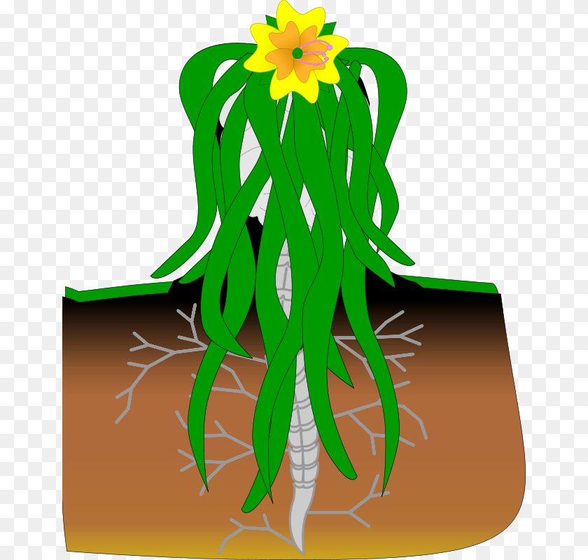 662x800 Ella, Flower, Plant, Daffodil Transparent PNG