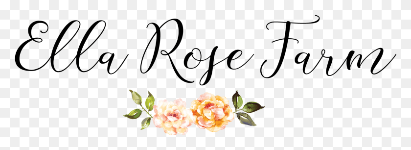 1572x496 Ella Rose Calligraphy, Plant, Flower, Blossom HD PNG Download