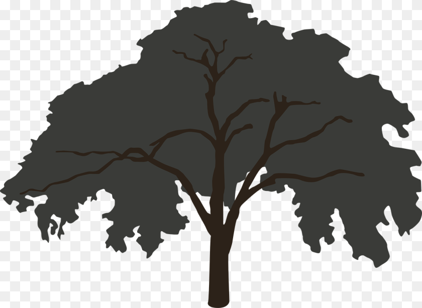 Elm Tree Silhouette, Sycamore, Oak, Plant, Art Sticker PNG