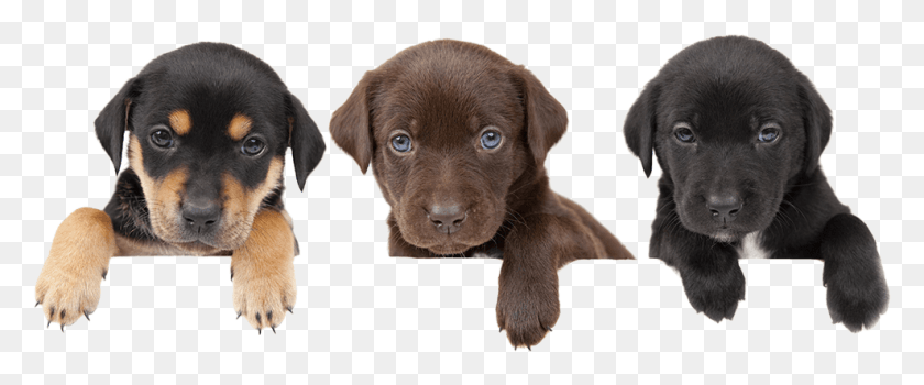 988x368 Email Us Thank You With Puppies, Dog, Pet, Canine HD PNG Download