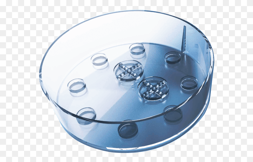 584x477 Embryo Corral Dish Gps Dishes, Meal, Food, Disk HD PNG Download