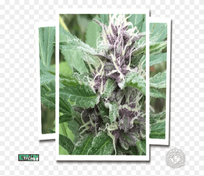 691x663 Descargar Png Triángulo Esmeralda Royal Purple Kush Cbd Frost, Planta, La Hierba, Flor Hd Png