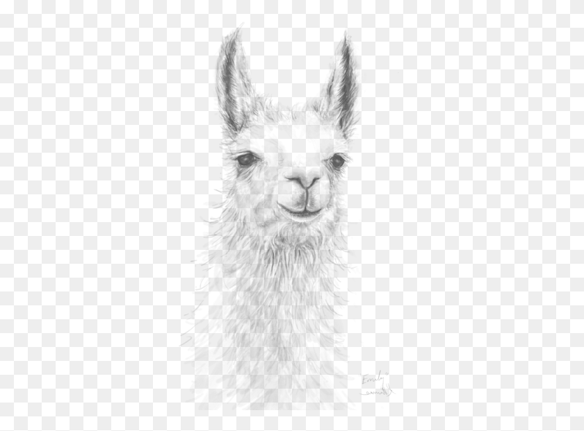 329x561 Эмили Поздравительная Открытка Изображение Ламы На Холсте, Животное, Млекопитающее Hd Png Скачать