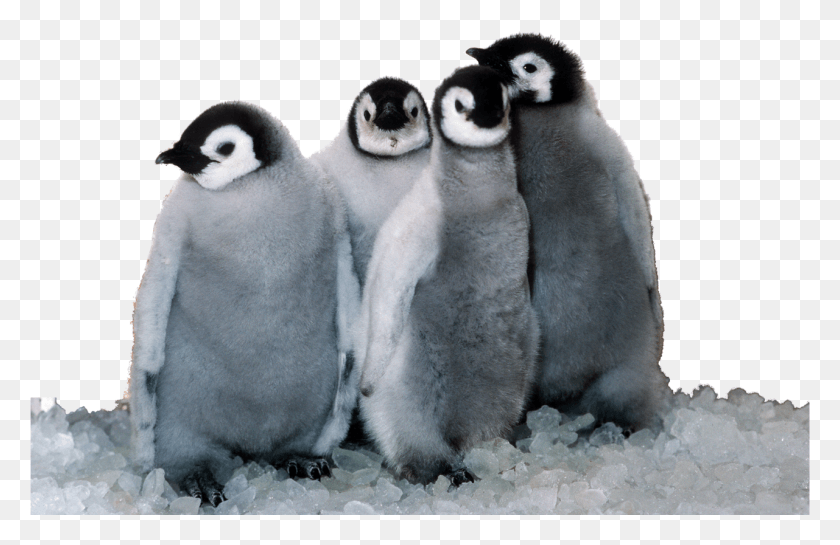 1281x798 Пингвины Императорского Пингвина Цыплята Морского Мира Пингвины, Животное, Птица, Королевский Пингвин Png Скачать