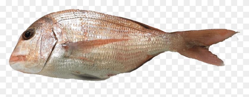 2741x946 Emptied With Head Red Snapper, Fish, Animal, Seafood HD PNG Download