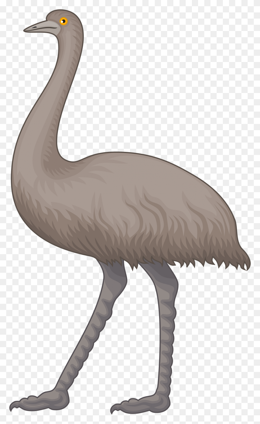 1431x2400 Emu Clipart Cartoon, Bird, Animal HD PNG Download