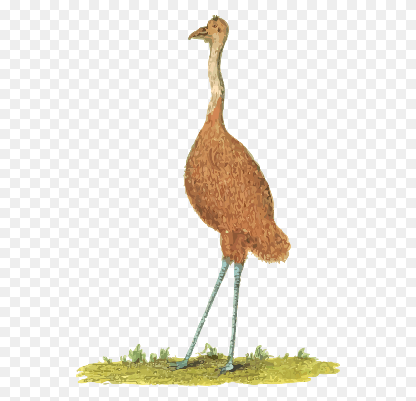 534x749 Emu Clipart Ostrich Uem Animal, Bird, Kiwi Bird, Crane Bird HD PNG Download